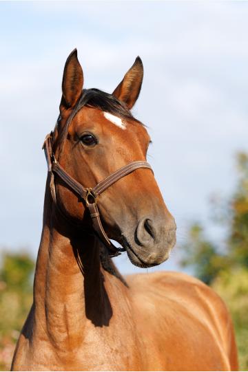 Photo portait SALICORNE DE LA GESSE